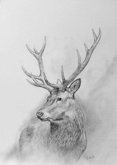 13 Hirsch-Ideen | hirsch zeichnung, hirschkopf zeichnung, tiere zeichnen