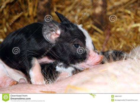 Berkshire Pig And Piglets Royalty-Free Stock Photography ...