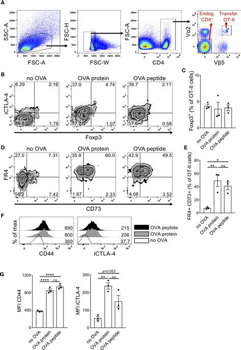 Frontiers Conversion Of Anergic T Cells Into Foxp3 Il 10 Regulatory