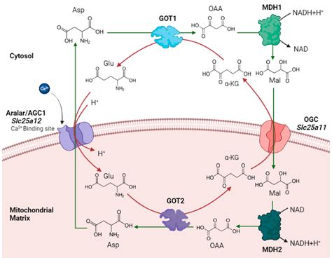 Ijms Free Full Text Agc Deficiency Pathology And Molecular And