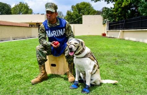 Va In Pensione Frida Il Cane Eroe Del Terremoto In Messico La Repubblica