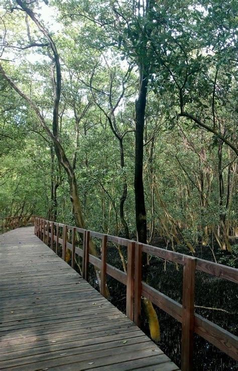 Manglar Puente San Andres Nature Illustration Wanderlust Travel