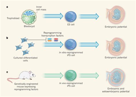 Pluripotency Daley Laboratory