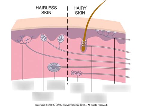 Nerve Endings Diagram Quizlet