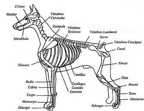 Osteología del canino fraii uDocz