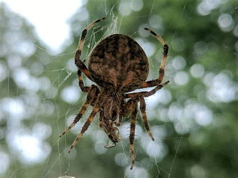 Monthly Image: Orb-Weaving Spider – The Smell of Molten Projects in the Morning