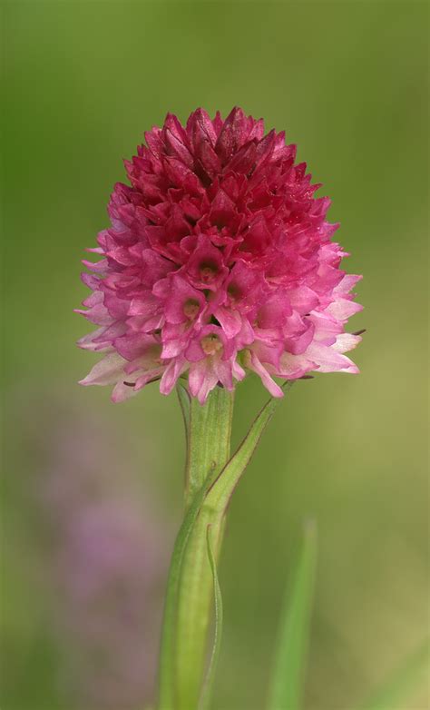 Nigritella Lithopolitanica 2021 07 06 Ausztria Flickr