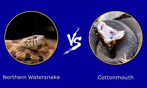 Cottonmouth vs Water snake - Hedge the book