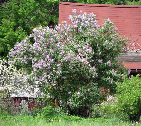 In Lees Garden Now Pruning A Lilac Dealing With Aphids