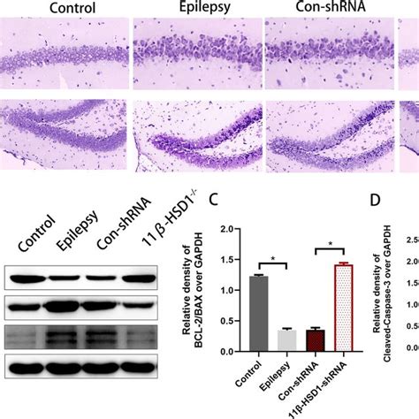 Active and passive membrane properties of hippocampal neuron | Download ...