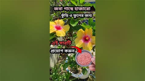 জবা গাছে প্রচুর ফুলের জন্য এই সারটি প্রয়োগ করুনhibiscus Plant