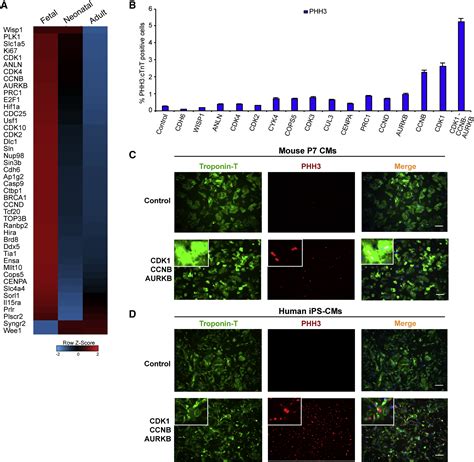 Regulation Of Cell Cycle To Stimulate Adult Cardiomyocyte Proliferation