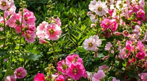 How To Plant Grow And Care For Hollyhocks