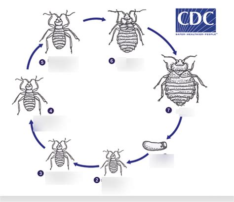 Reduviid Bugs Hemimetabolous Development Incomplete Metamorphosis