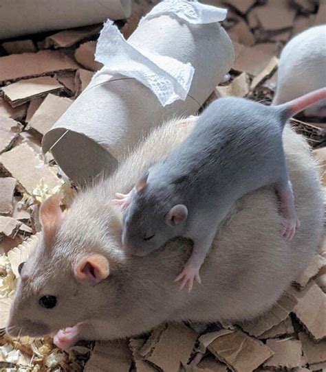 Actually, Rats Can Be Very Cute! (40 PICS) - Izismile.com
