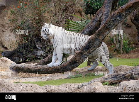 Tigre De Bengala Albino