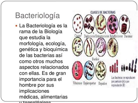 Bacterias