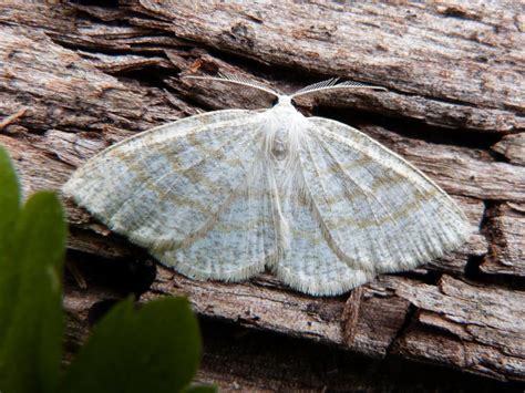 Flight Arrivals - Norfolk Moths - The macro and micro moths of Norfolk.