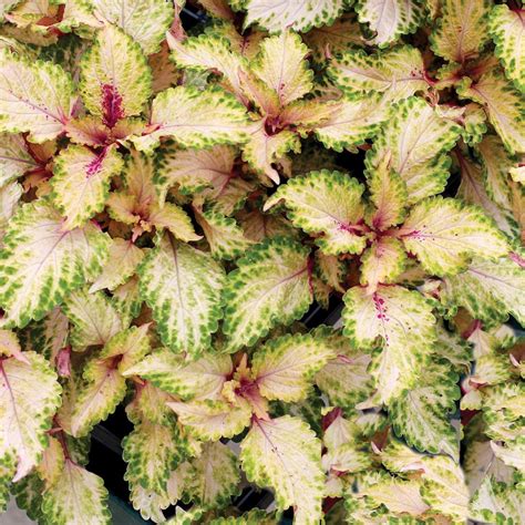 Coleus Terra Nova® Nurseries Inc