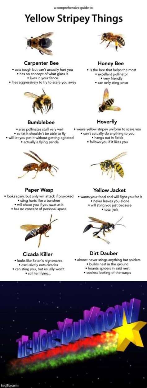 Heres Some Info For Yellow Stripey Things” Imgflip