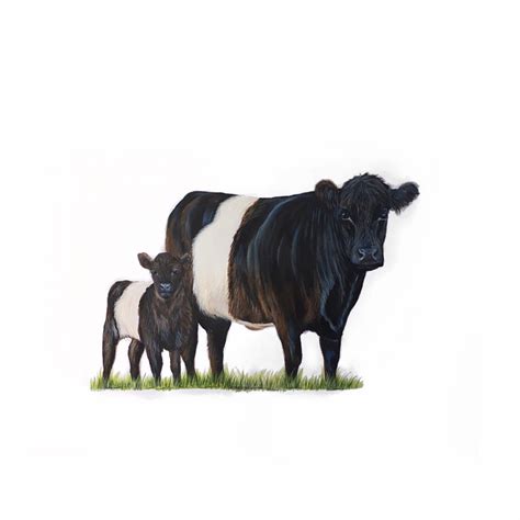 Belted Galloway Cows Belties Cow And Calf Cows Cattle Cow Etsy