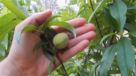 Peach Trees Grown From Seed Youtube