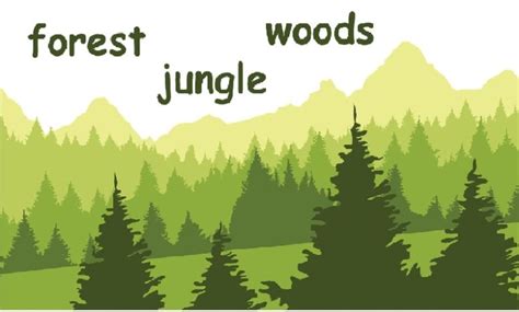 تفاوت forest و jungle و woods در انگلیسی: 📘 توضیح + مثال