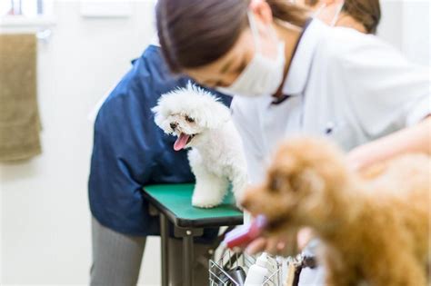 【人気ダウンロード！】 物 関係 の 仕事 求人 213064 動物 関係 の仕事 ランキ グ