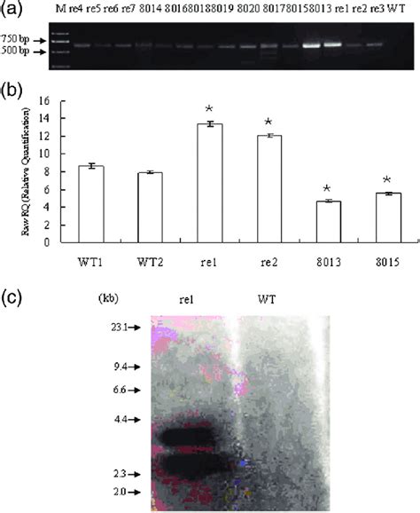 Characterization Of Pdrem Transgenic Lines A Transgenic Poplar