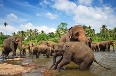 Elephant Orphanage in Pinnawala | Travel Sri Lanka Blog