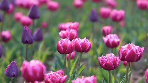 Quand Et Comment Fertiliser Les Tulipes Les Professionnels R V Lent