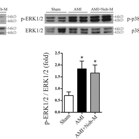 Nobiletin Exerts Antiapoptotic Effect Via Modulation Of Jnk Pathway In