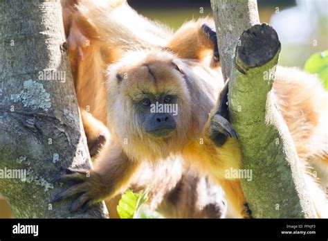 Durrell Wildlife Conservation Trust Stock Photo Alamy