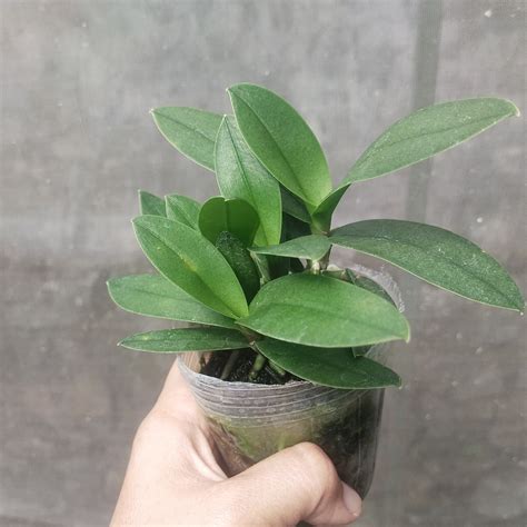 Rasyman Orchid Phal Pulcherrima Salah Satu Speci Dari Facebook