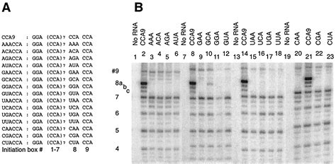 Autonomous Role Of 3 Terminal CCCA In Directing Transcription Of RNAs