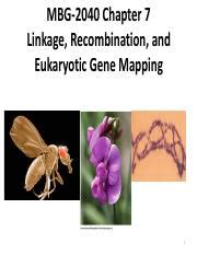 Lectures Chapter Linkage Recombination And Eukaryotic Gene