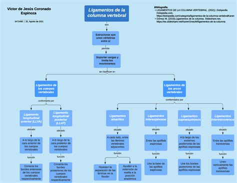 Mapa Conceptual Ligamentos Conformados Por Ligamentos De La Columna