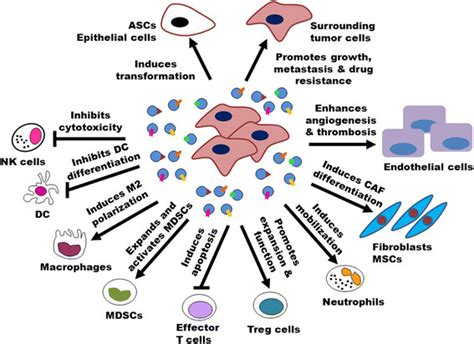 Roles Of Exosomes In Cancer Exosomes Are Critically Involved In Tumor