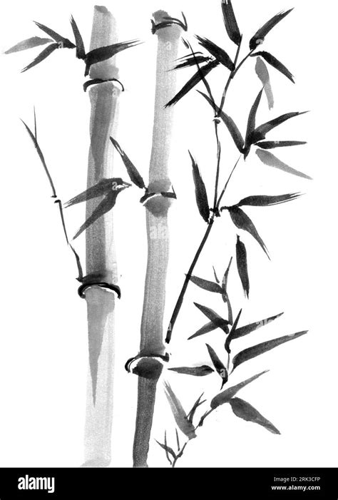 Bamboo Trees Hand Drawn Ink Japanese Painting Style Sumi E Stock