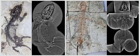 Nature：我国学者在世界级化石宝库热河生物群首次发现掘穴兽热河生物群哺乳动物掘穴兽化石特征起源 健康界