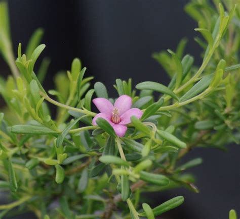Crowea Exalata Bindelong Compact Wildtech Plants