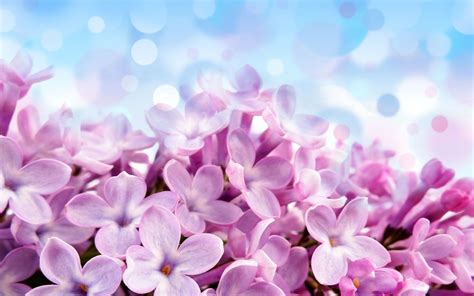 🔥 [50+] Lilac Flowers Wallpapers | WallpaperSafari