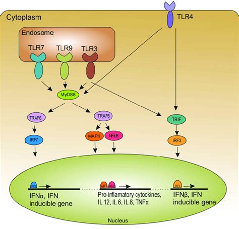 Tlr Activation And Its Downstream Signaling Pathways Tlr Ligation