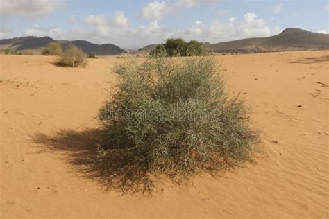 Ephedra Alata In Saharian Landscape Marocco Stock Image Image Of