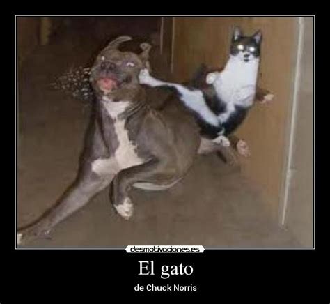 El Gato Desmotivaciones