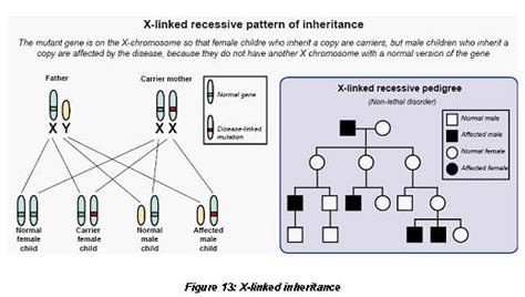 Basic Genomic Concepts Including Patterns Of Inheritance Penetrance