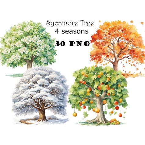 Sycamore Tree Watercolor 4 Seasons Clipart PNG Sycamore Tree ...