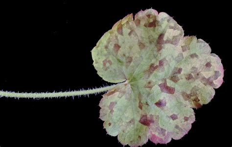 Foliar Nematodes On Flowers University Of Maryland Extension