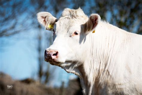 Harestone Charolais Heifers For Sale Macgregor Photography