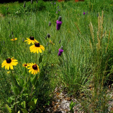 Mn Native June Grass Plants Natural Shore Technologies